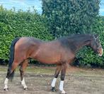 Super knappe allrounder te koop!, Dieren en Toebehoren, Ruin, Met stamboom, 3 tot 6 jaar