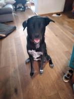 Te koop 2 hele lieve dames, Dieren en Toebehoren, Honden | Niet-rashonden, Particulier, Buitenland, Teef, Rabiës (hondsdolheid)