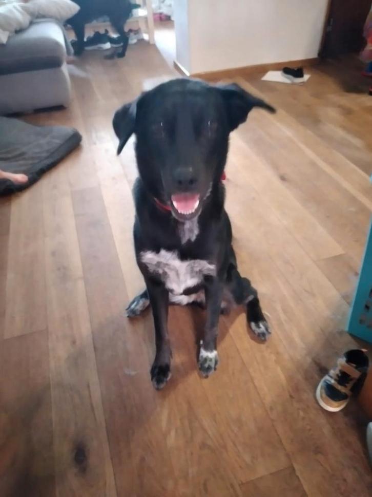 Te koop 2 hele lieve dames, Dieren en Toebehoren, Honden | Niet-rashonden, Middel, Teef, Particulier, Meerdere, Buitenland, 3 tot 5 jaar