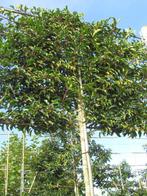 leibomen, groenblijvend, reserveer voor de najaarsaanplant!, Tuin en Terras, Planten | Bomen, Volle zon, Leiboom, Ophalen of Verzenden