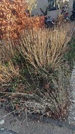 16 hortensia’s af te halen, Ophalen, Overige soorten, Halfschaduw