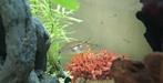 Goerami's (Diamant/Blauwe spat), Dieren en Toebehoren, Vis, Zoetwatervis, Schoolvis