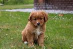 prachtige Nova Scotia Duck Tolling Toller retriever pups, Dieren en Toebehoren, Overige rassen, 8 tot 15 weken, CDV (hondenziekte)