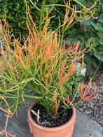Euphorbia tirucalli fire sticks, Overige soorten, Ophalen of Verzenden, In pot, Minder dan 100 cm