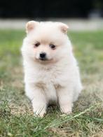 Belgische hier geboren ,dwergkees pupjes te koop, België, Keeshond, CDV (hondenziekte), 8 tot 15 weken