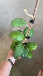 Hoya Larissa, Ophalen of Verzenden, Overige soorten, Minder dan 100 cm