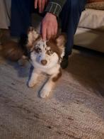 Hier bij verkoop ik mijn pomsky van 1/2 jaar, Dieren en Toebehoren, Honden | Poolhonden, Keeshonden en Oertypen, Rabiës (hondsdolheid)