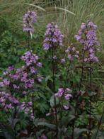 Zaden Penstemon digitalis Joke, Verzenden, Volle zon