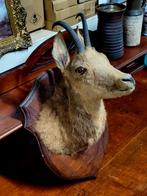 Opgezette Gemsbok trofee, Antiek en Kunst, Ophalen