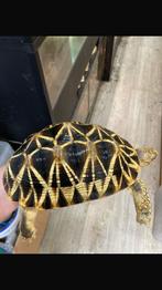 Schildpad platynota, Schildpad, 3 tot 6 jaar