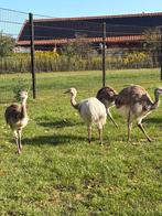 Nandoe kuikens, Dieren en Toebehoren, Juni, Geslacht onbekend