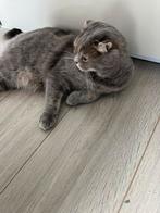 Prachtige Scottish Fold (vrouwtje), Dieren en Toebehoren