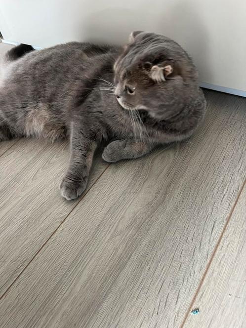 Prachtige Scottish Fold (vrouwtje), Dieren en Toebehoren, Katten en Kittens | Dekkaters