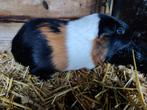 Cavia beertje  feb. 2025, Ophalen of Verzenden, Nieuw