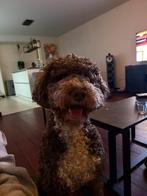 Prachtige sociale unieke bonte DOODLE dekreu aangeboden, Parvo, Reu, Eén hond, 3 tot 5 jaar