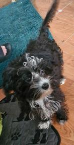 Kruising van maltezer en york, Dieren en Toebehoren, Honden | Jack Russells en Terriërs, CDV (hondenziekte), 8 tot 15 weken, Eén hond