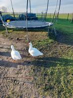 Tjechische gent, Mannelijk, Eend