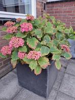 Grote beton graniet look plantenbak met roze hortensia, Tuin en Terras, Ophalen, Tuin, Kunststof, Gebruikt