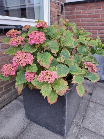 Grote beton graniet look plantenbak met roze hortensia beschikbaar voor biedingen
