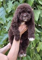 Lagotto Romagnolo (italijaanse waterhond) pups te koop, Rabiës (hondsdolheid), Overige rassen, 8 tot 15 weken, Meerdere