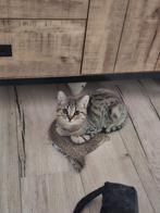 Brits / Britse korthaar kittens mogen direct verhuizen., Dieren en Toebehoren, Katten en Kittens | Raskatten | Korthaar, Kater