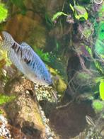 Goerami blauw, Dieren en Toebehoren, Vissen | Aquariumvissen, Vis