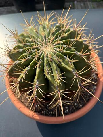 Ferocactus histrix beschikbaar voor biedingen