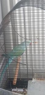 Maastricht, Geslacht onbekend, Parkiet, Tam