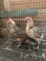 Kippen araucana, Dieren en Toebehoren, Pluimvee, Vrouwelijk, Kip