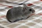 Dwerghamster dwerghamsters chinees, Dieren en Toebehoren, Knaagdieren, Hamster, December, Meerdere dieren, Tam