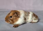 Twee jonge gladhaar beertjes - schimmel  + creme, Dieren en Toebehoren, Knaagdieren, Cavia, Mannelijk, Juli, Tam