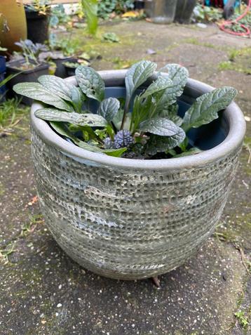 Bloempot met kruipend zenegroen. Wintergroen! beschikbaar voor biedingen