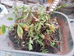2 grote varens, Tuin en Terras, Planten | Tuinplanten, Ophalen, Vaste plant, Varens, Bloeit niet