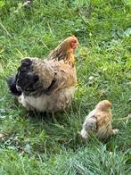 Cochin hennen, Dieren en Toebehoren, Pluimvee, Vrouwelijk, Kip
