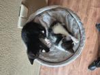 2 jonge poesjes te koop, Dieren en Toebehoren, Katten en Kittens | Overige Katten