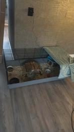 Gratis 2 cavia’s met hok, Minder dan 60 cm, 110 cm of meer, Ophalen of Verzenden, Zo goed als nieuw