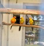 Zonparkiet poppen, Vrouwelijk, Tropenvogel, Geringd