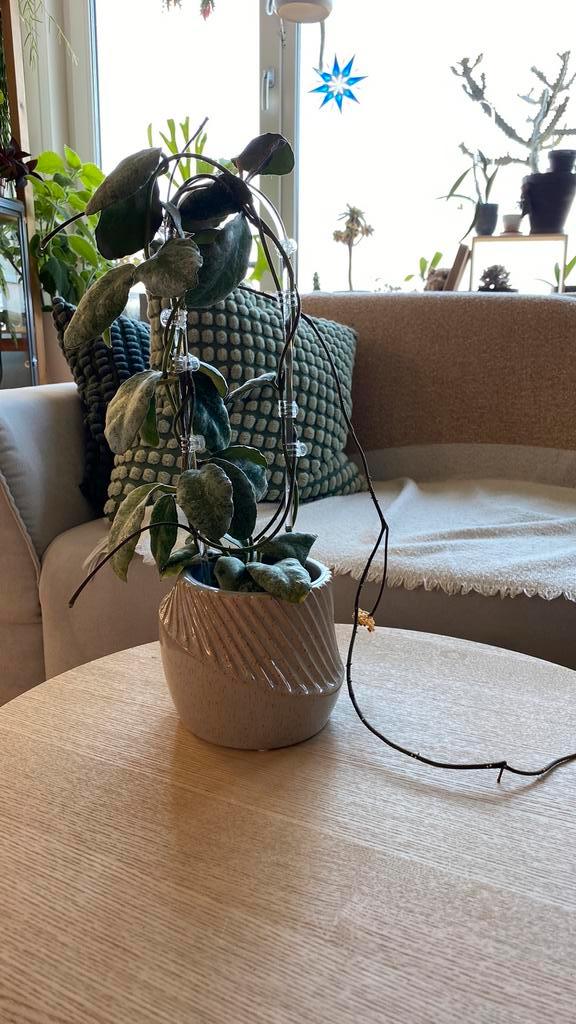 Hoya Waymaniae Cloudy Sky, Huis en Inrichting, Woonaccessoires | Kunstplanten en Kunstbloemen, Zo goed als nieuw, Buiten, Ophalen of Verzenden