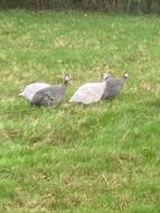 Parelhoenders en kippen., Meerdere dieren, Kip