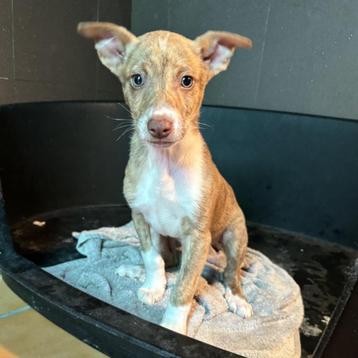 ACE: Vitus een actief hondje en echt trouw aan zijn baasje beschikbaar voor biedingen