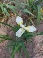 Witte Irissen, Tuin en Terras, Planten | Tuinplanten, Vaste plant, Halfschaduw, Zomer, Ophalen