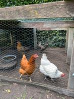 Te koop 4 kippen, Dieren en Toebehoren, Pluimvee, Vrouwelijk, Kip