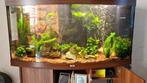 Juwel vision 240, Ophalen of Verzenden, Gebruikt, Gevuld zoetwateraquarium