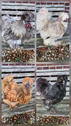 Zijdehoender USA hanen, Mannelijk, Kip