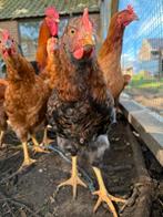 Jonge hanen en hennen te koop, Dieren en Toebehoren, Mannelijk, Kip