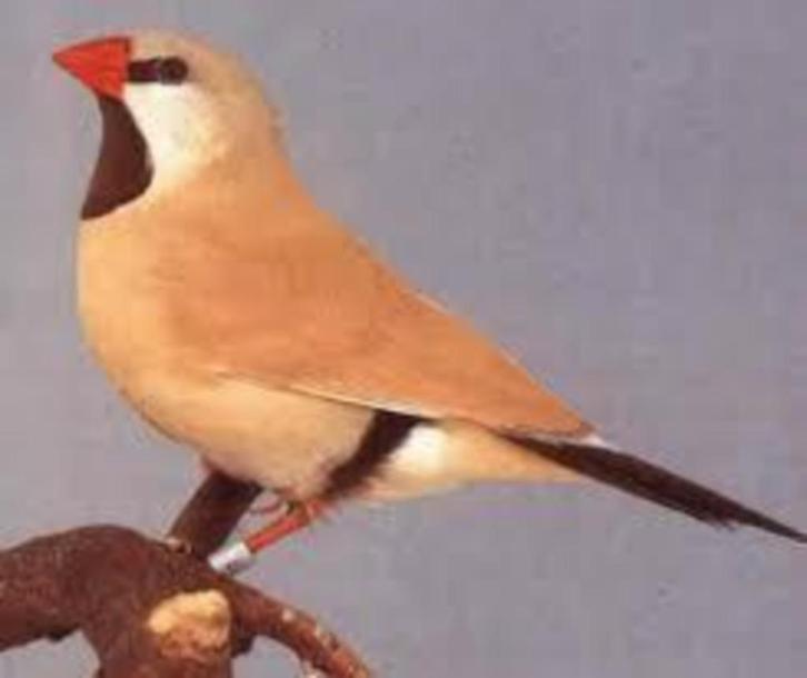 koppels beige isabel spitsstaart amadines, Dieren en Toebehoren, Vogels | Overige Vogels, Meerdere dieren