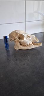 Skull dieren schedel schaap, Meerdere dieren