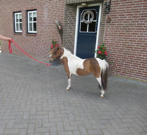 Een prachtig bont merrietje, Dieren en Toebehoren, Pony's, Merrie, A pony (tot 1.17m), Recreatiepony, 0 tot 2 jaar, Gechipt, Ontwormd