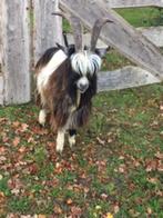 Landgeit bok, Dieren en Toebehoren, Schapen, Geiten en Varkens, Mannelijk, Geit, 0 tot 2 jaar