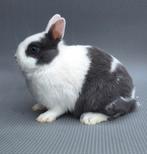 Kleurdwerg rammetje, Dieren en Toebehoren, Konijnen, Mannelijk, Dwerg